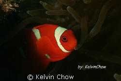 Canon 400D. 100mm lens by Kelvin Chow 